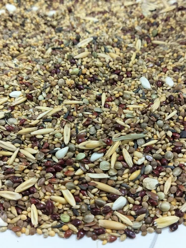 Bird Feed