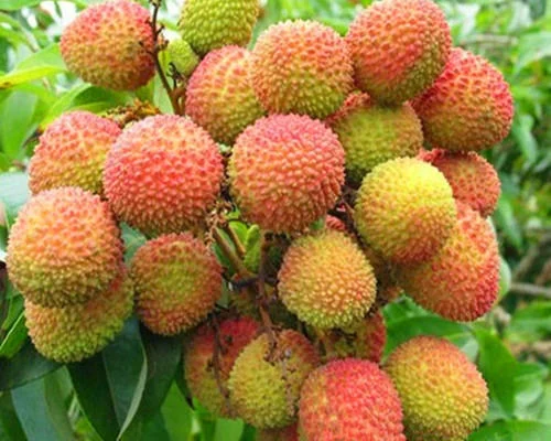 Litchi Pulp 